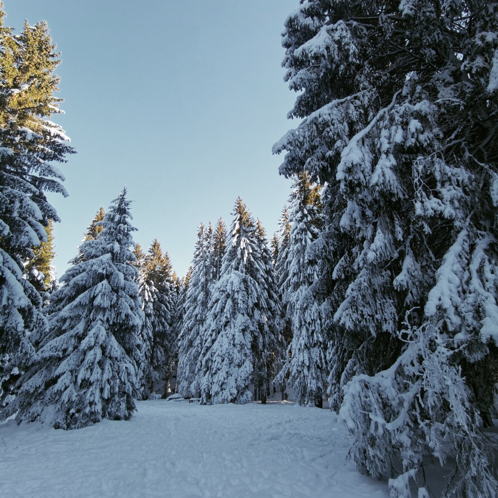 Alberi innevati, Piana del Cansiglio, Veneto
