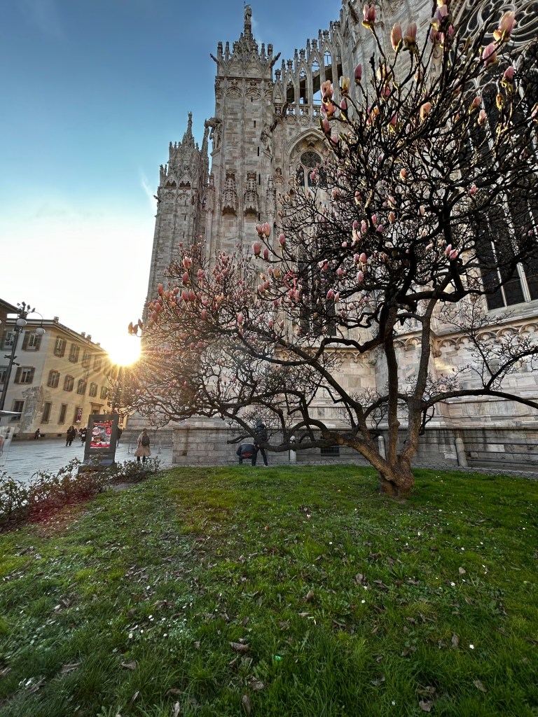 duomo-di-milano-con-albero-in-fiore