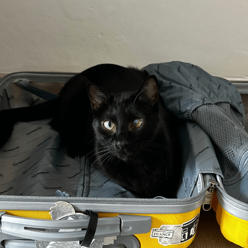 Gatto in Valigia