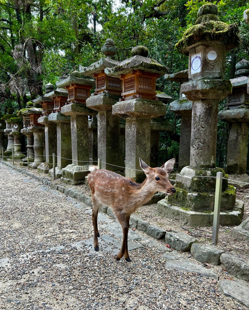 Cervi a Nara, Giappone